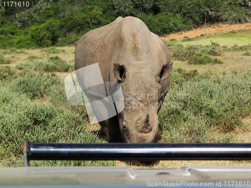 Image of Rhino charging at truck