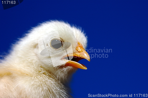 Image of Small chicken