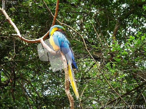 Image of Blue and yellow Macaw