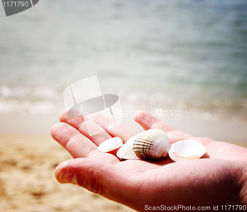 Image of Scallop