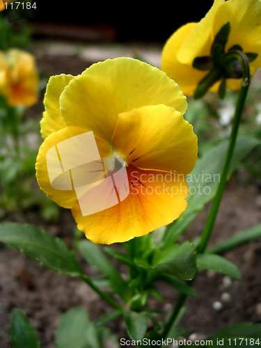 Image of Pansy