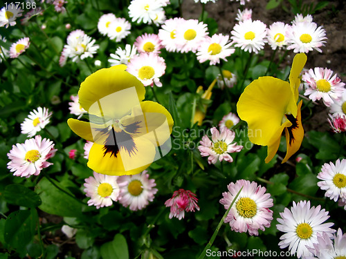 Image of Flowers