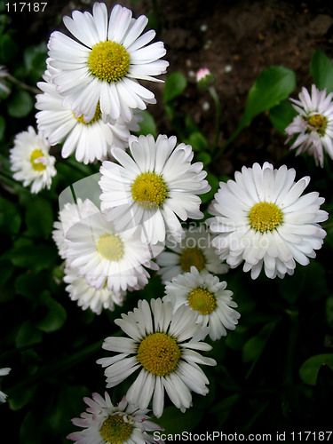 Image of Daisy