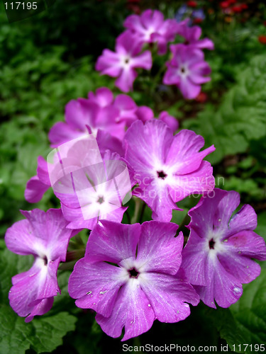 Image of bouquet