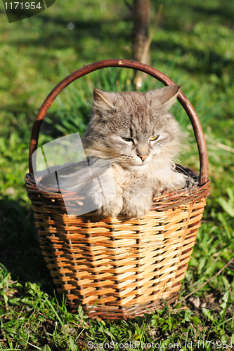 Image of furry cat