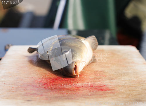 Image of  dead fish (carps)