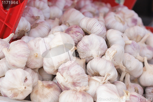 Image of garlic background
