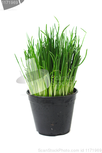Image of green easter grass