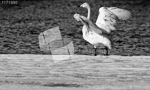 Image of Whooper Swan