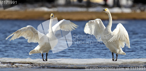 Image of Whooper Swans