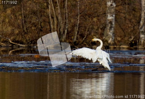 Image of Whooper Swan