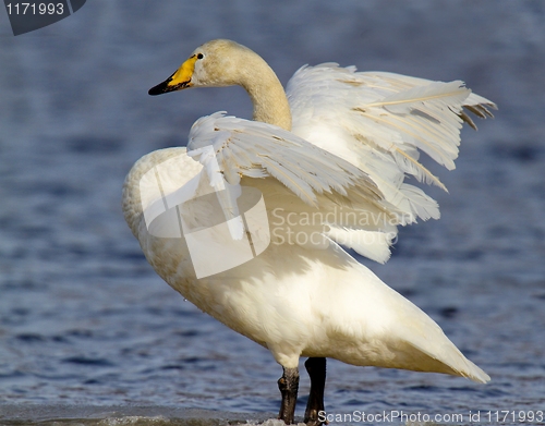 Image of Whooper Swan