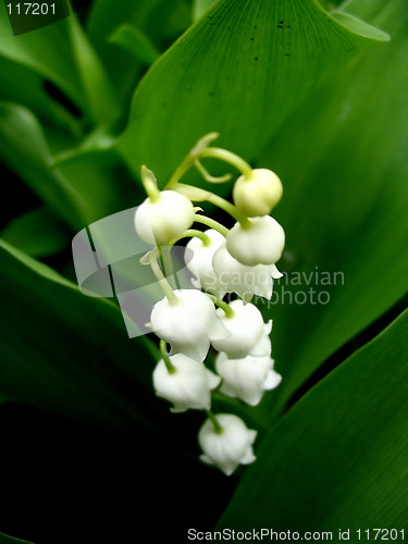 Image of Lily of the valley