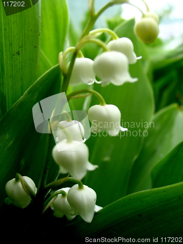 Image of Lily of the valley