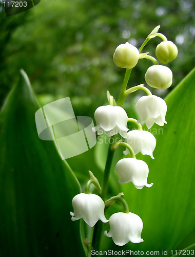 Image of Lily of the valley