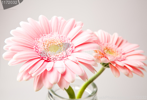 Image of Gerbera flowers