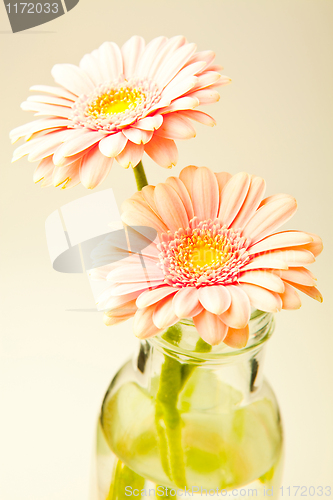 Image of Gerbera flowers