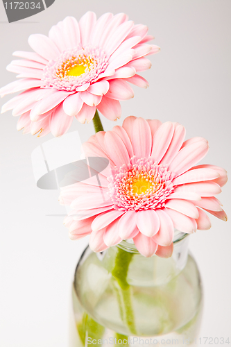 Image of Gerbera flowers