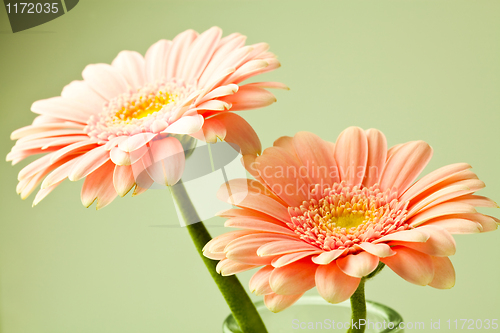 Image of Gerbera flowers