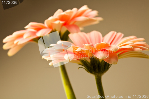 Image of Gerbera flowers