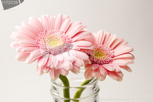 Image of Gerbera flowers