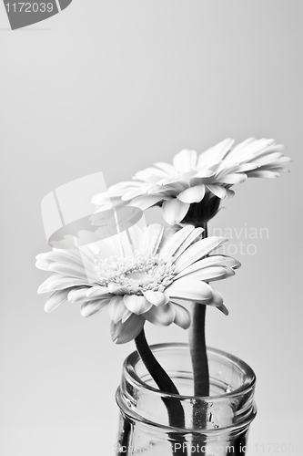 Image of Gerbera flowers