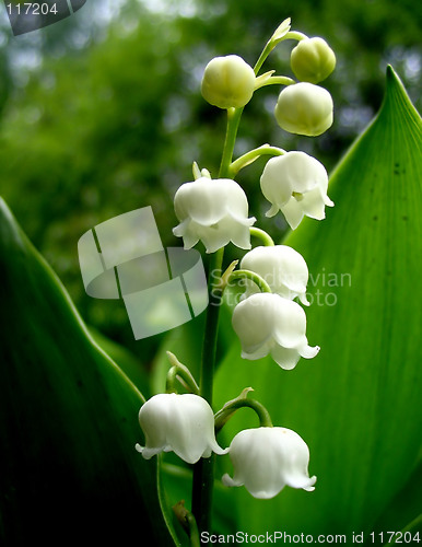 Image of Lily of the valley