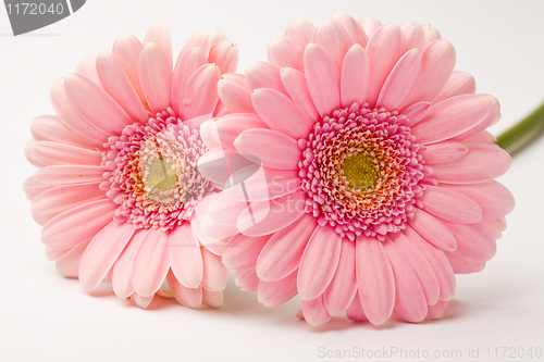 Image of Gerbera flowers