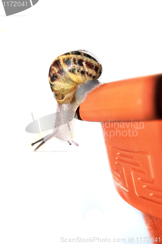 Image of curious snail