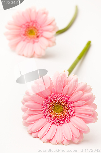 Image of Gerbera flowers