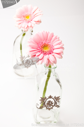 Image of Gerbera flowers