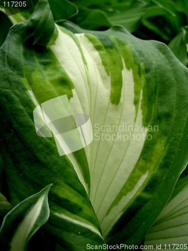 Image of Leaf