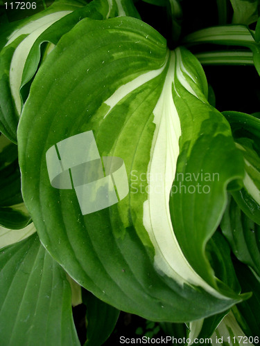 Image of Leaf