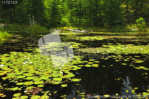 Image of Lily pads on lake