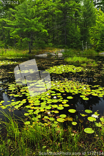 Image of Lily pads on lake