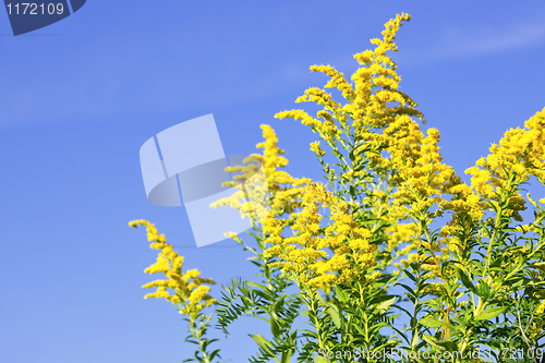 Image of Goldenrod plant