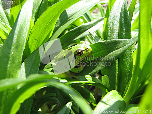 Image of green frog onthe green grass