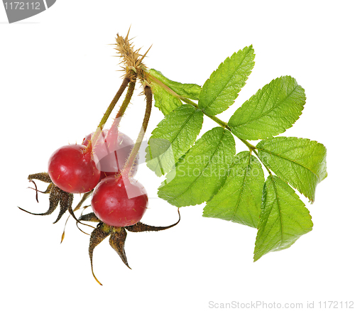 Image of Branch with rose hips