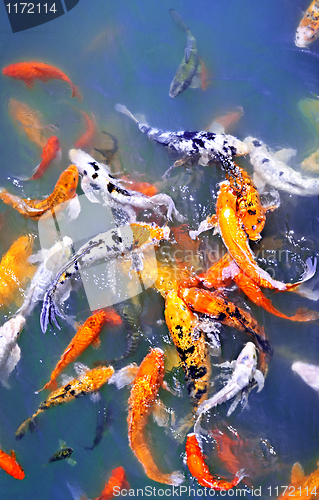 Image of Koi fish in pond