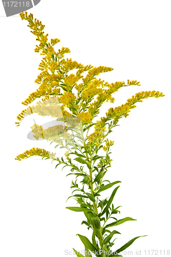 Image of Goldenrod plant