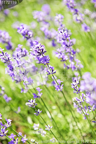 Image of Lavender blooming in a garden