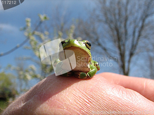 Image of little green frog on the hand