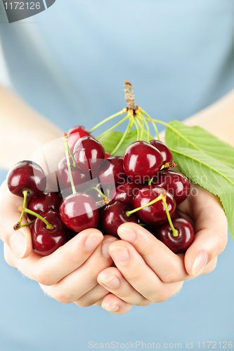 Image of Hands holding bunch of cherries