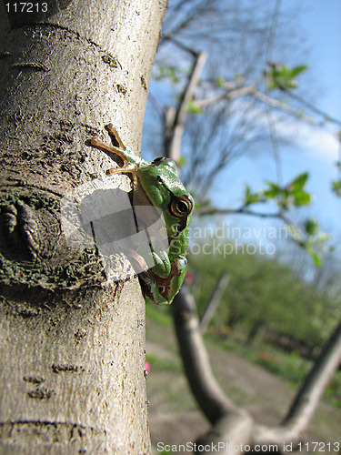 Image of little green frog on the tree