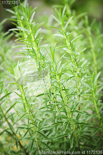 Image of Rosemary herb plants