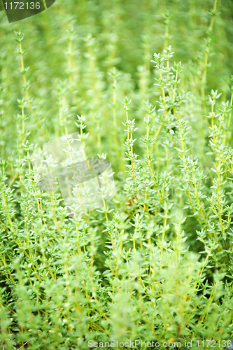 Image of Thyme plants