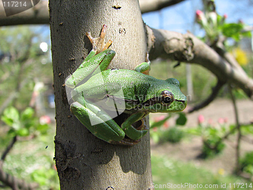 Image of little green frog on the tree