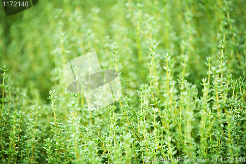 Image of Thyme plants