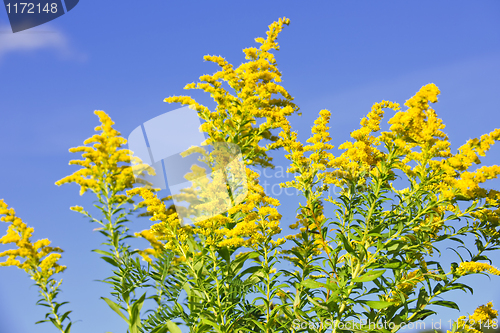 Image of Goldenrod plant