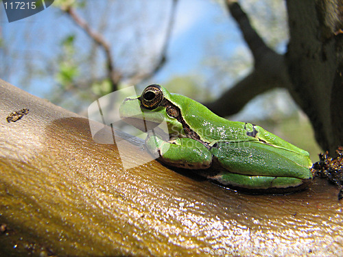 Image of little green frog on the tree